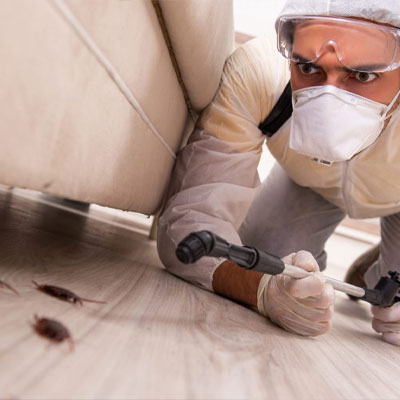 Pest Treatment